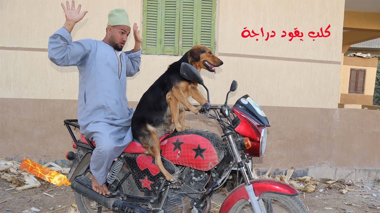 اغرب من الخيال كلب يقود دراجة ناريه Stranger than fiction a dog riding a motorbike