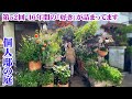 【お庭訪問】第52回 路地裏に現れた不思議な空間は「植物とアンティーク雑貨」が集まるこだわりの庭で家主の想いに感動【個人邸の庭】