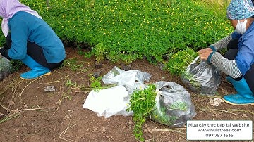 Bán cây cỏ lạc SỐ LƯỢNG LỚN không hạn chế 0977973535