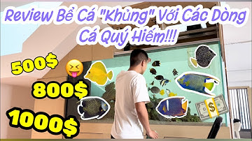 Review Bể Cá Biển "Khủng" với Nhiều Dòng Cá Quý Hiếm!? || King Anglefish - Queen Anglefish - Gemtang