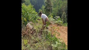 A Mother’s Sacrifice | Digging Cassava Alone So Her Son Can Eat