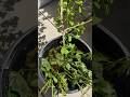 Ginkgo biloba und Brennessel Urtica dioica Mazerat über Nacht Kalt Wasser Extrakt Auszug angesetzt
