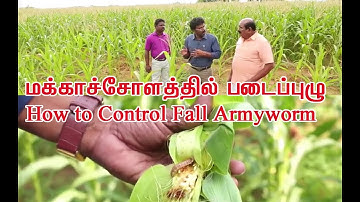 அமெரிக்கன் படைப்புழு. Fall armyworm in India in maize crop management IPM