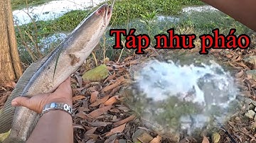 Săn lóc đồng nai @ÔNG3BỰ #video  câu cá lóc#clip câu cá lóc#lurefishing