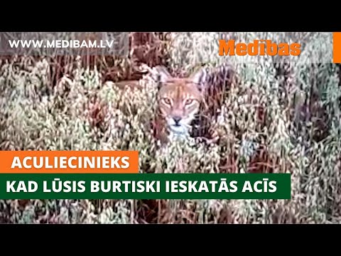 Video: Vai ieskatījāties 8 nedēļā?