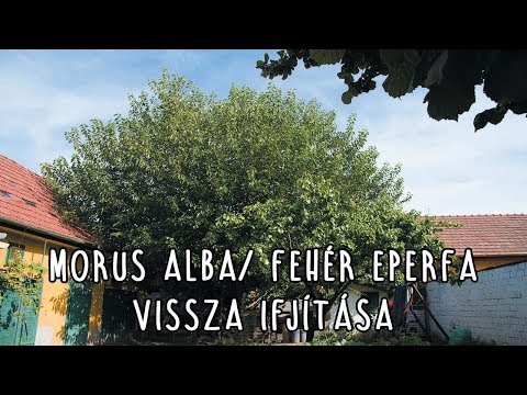 Videó: Édes Eperfa