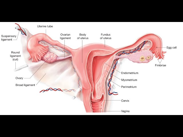 Menstrual Siklus(Adet döngüsü) class=