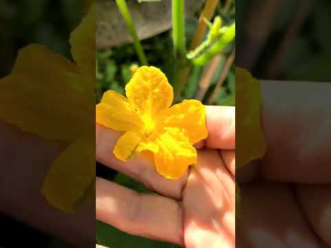 Get more cucumbers by hand pollinating female and male flower #shorts #2022 #garden #tips #secret