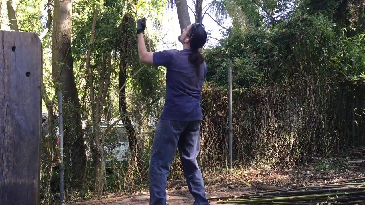 Using a highlimb handchainsaw to remove overhanging branches YouTube