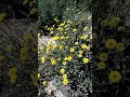 Sonchus sp. L., 1753, "llissons, serratges", l'Aigüeta, Crevillent 27/2/26. 2