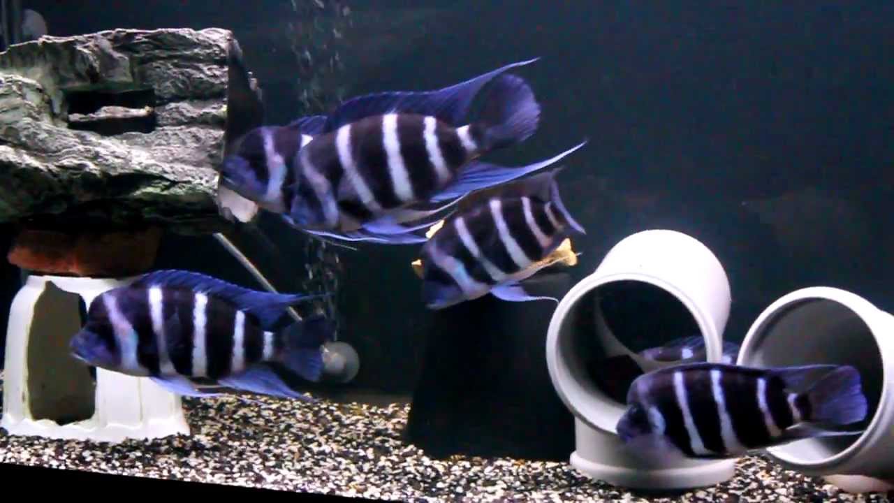Cyphotilapia Frontosa Blue Zaire Kitumba F1 2 Goda 6 Mesyacev