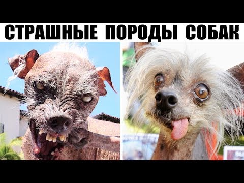 Подлинная внешность
