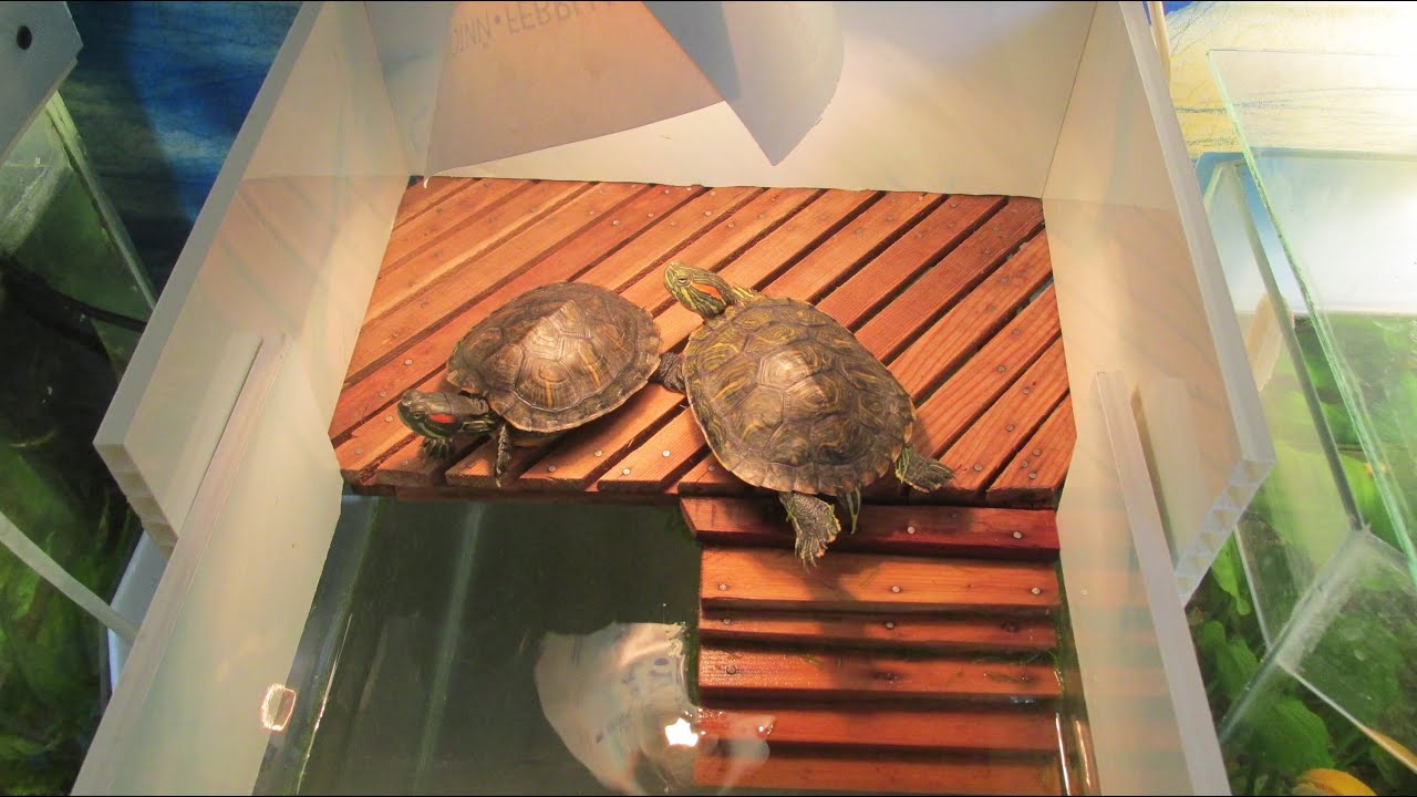 Аквариум для черепах в виде трапеция 100л. с керамическим берегом