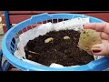 Planting potatoes in  laundry basket lined with paper,adding soil as it grow taller.See update video