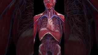 Amazing Health Benefits Of Eating Spinach Superfood For Your Body