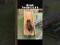 レッサーパンダってこんなに可愛いんだと分かっちゃう動画 #レッサーパンダ #動物のサムネイル