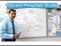 Glycerol Phosphate Shuttle