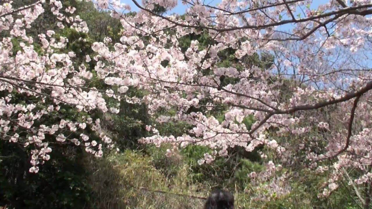 みさき公園の桜 Youtube