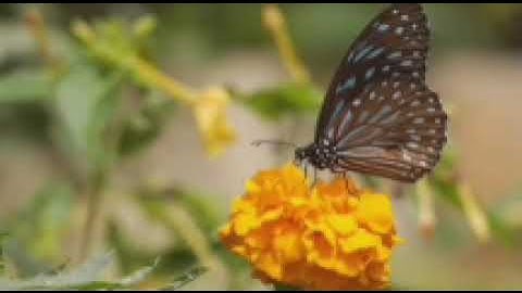 #القران الكريم#ايات#الذكر الحكيم سورة الملك تلاوة خاشعة تقشعر لها الابدان