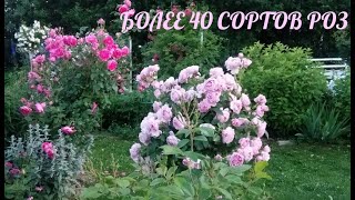 Цветение розового полукруга.Более 40 сортов флорибунд,чг,шрабов.Июль 2022.