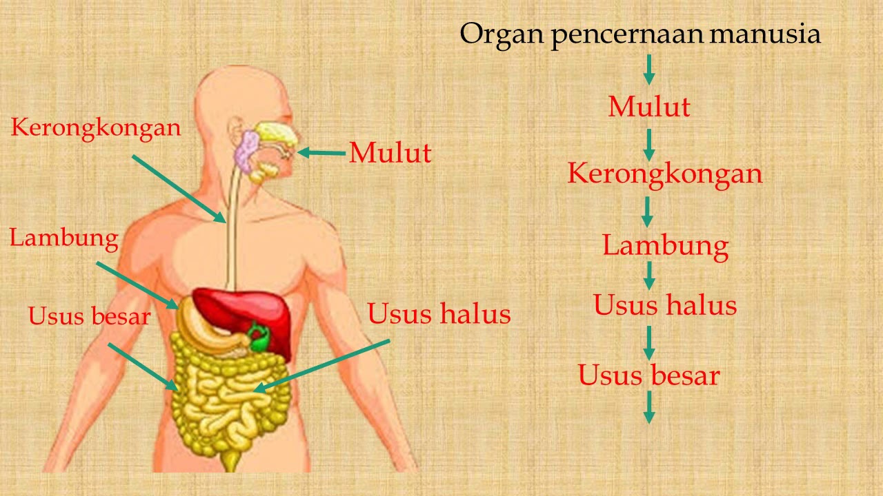 Proses Sistem Pencernaan Manusia - IMAGESEE
