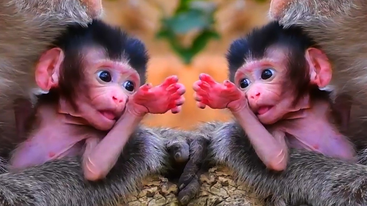 Adorable Wildlife 2026, The Pure Love Between Mommy and Her Baby Monkey