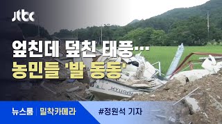 [밀착카메라] 수해 이어 태풍…엎친 데 덮친 농가들 / JTBC 뉴스룸