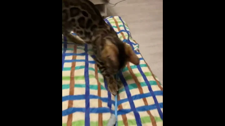 Video 634951: cat playing chase, funny cat chasing