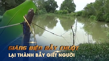 Thảm kịch khi giăng điện bẫy chuột thành bẫy giết người