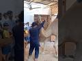 Dangerous Camel Qurbani 2025 🥺🐠Eid Qurbani Camel Animal Beautiful Eiduladha Dangerous Viral Dangerous Camel Qurbani 2025 🥺🐠Eid Qurbani Camel Animal Beautiful Eiduladha Dangerous Viral