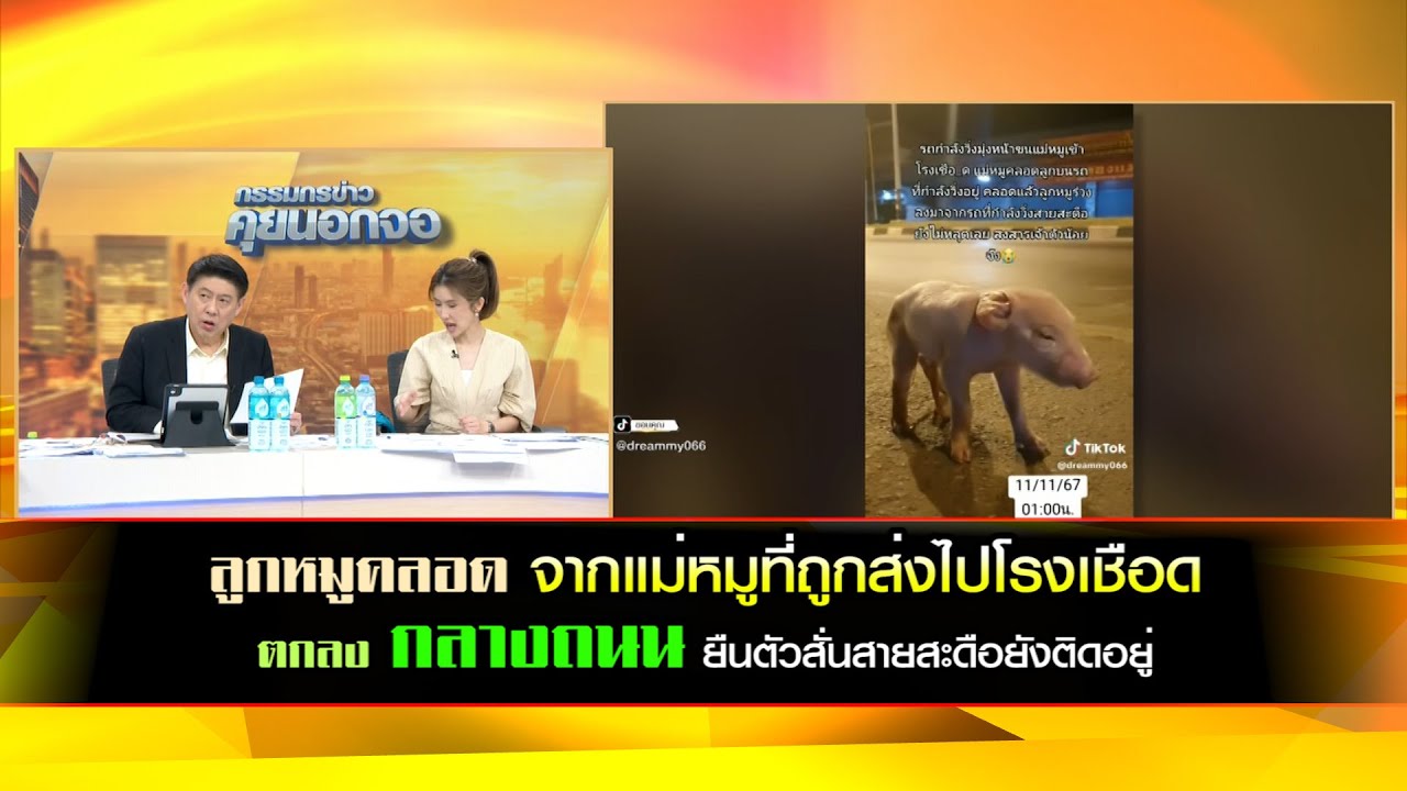 ลูกหมูเพิ่งคลอดสายสะดือยังไม่หลุดตกลงจากรถยืนตัวสั่นกลางถนน