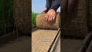 Rice Farming Gets An Upgrade