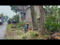 Storm Prep! Felling 2 Hazardous Trees Before Heavy Rain and Wind!
