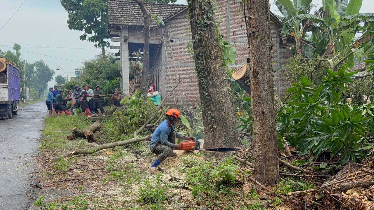Storm Prep! Felling 2 Hazardous Trees Before Heavy Rain and Wind! - YouTube