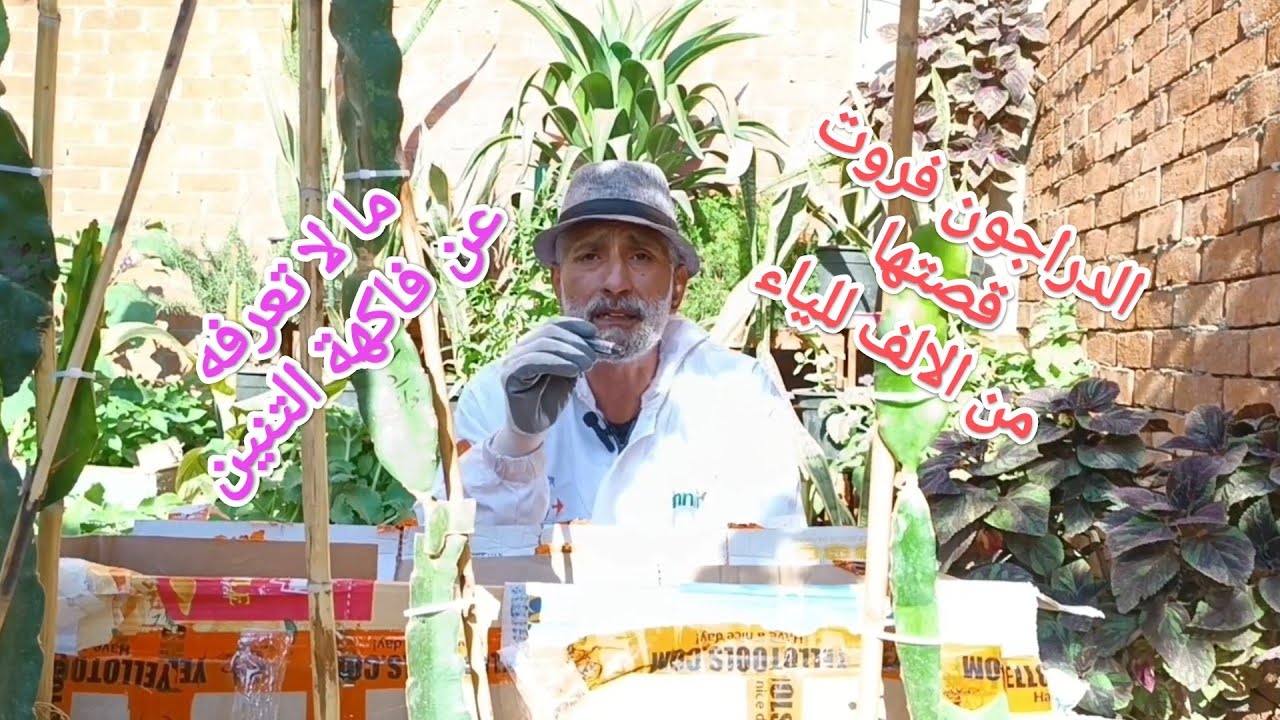 كل ما تريد معرفته عن الدراجون فروت ( فاكهة التنين ) من العقلة للثمرة