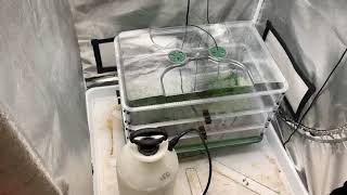 Check Out these Great Strains Im starting for my next run .... Check Discription