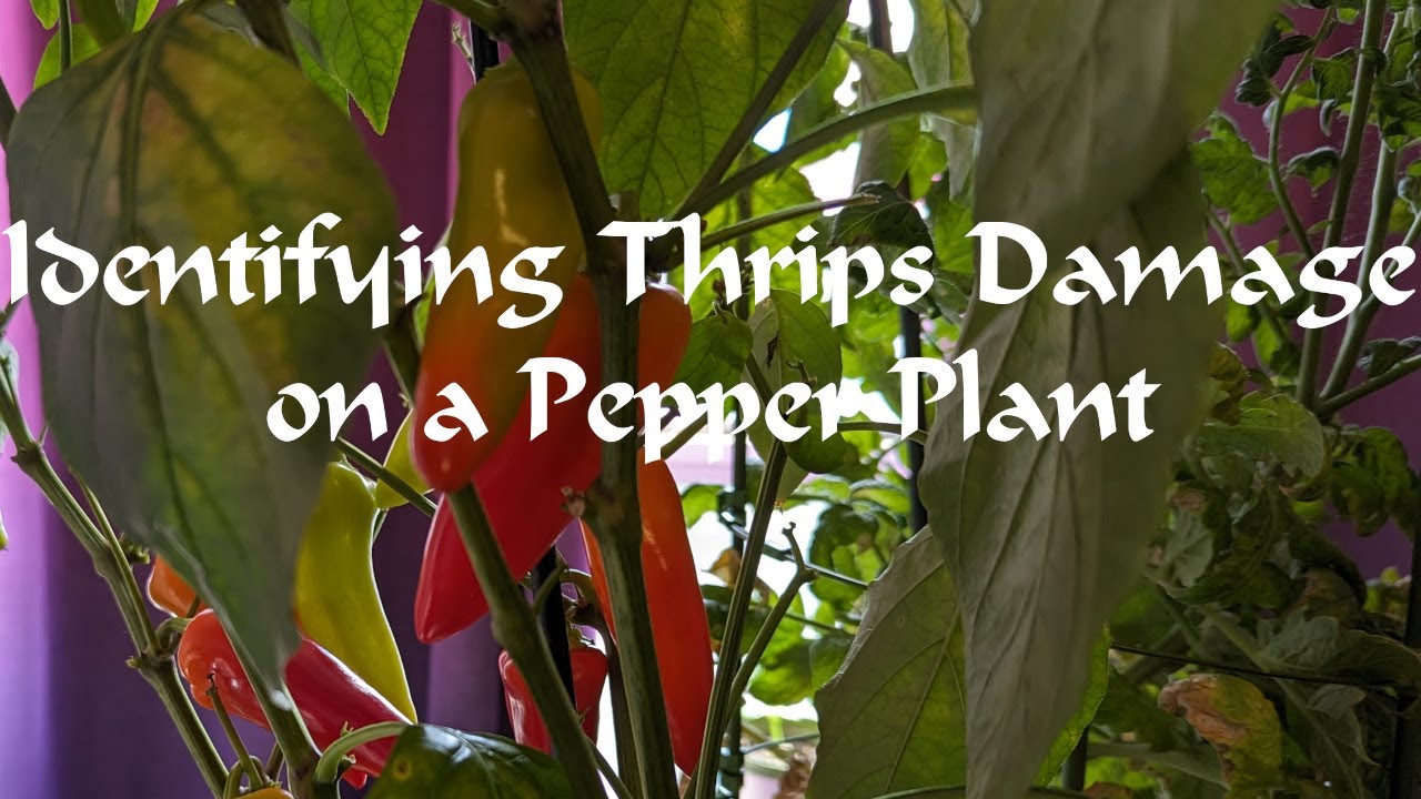 Identifying Thrips Damage on Pepper Plants