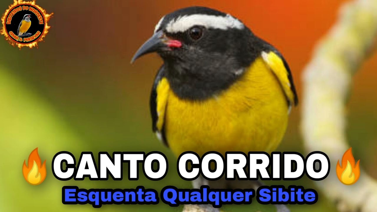 SIBITE 🔥 CANTO CORRIDO PARA APRONTAR QUALQUER SIBITE