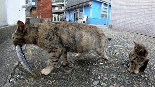 【猫島】おねだりする子猫を尻目に、魚を丸ごと食べる猫