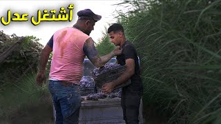 التحدي اذا جمعت 10 صناديق عنب اذبحلك طلي Grape Collecting Challenge🇮🇶