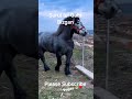 Surul lui Gabi Bizgan din Volovăț Bucovina România 🇹🇩 #cai #horse #cavalo #poneis #pferde #animals