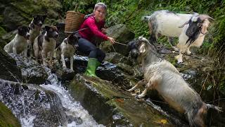 Going to Pick Bamboo Shoots, Girl and Two Dogs Rescue Stuck Goat