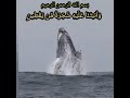 قرآن كريم ٤ فالتقمه الحوت وهو مليم