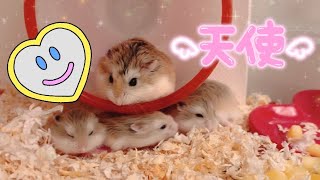 【day17】rovorovsky hamster baby♥️ロボロフスキーハムスターの赤ちゃん