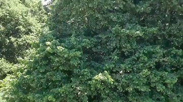 Dji Tello+wifi extender test