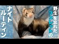 フェレットのナイトルーティン観察してみたwww