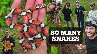 Flipping STUNNING snakes under cover! Kentucky herping!