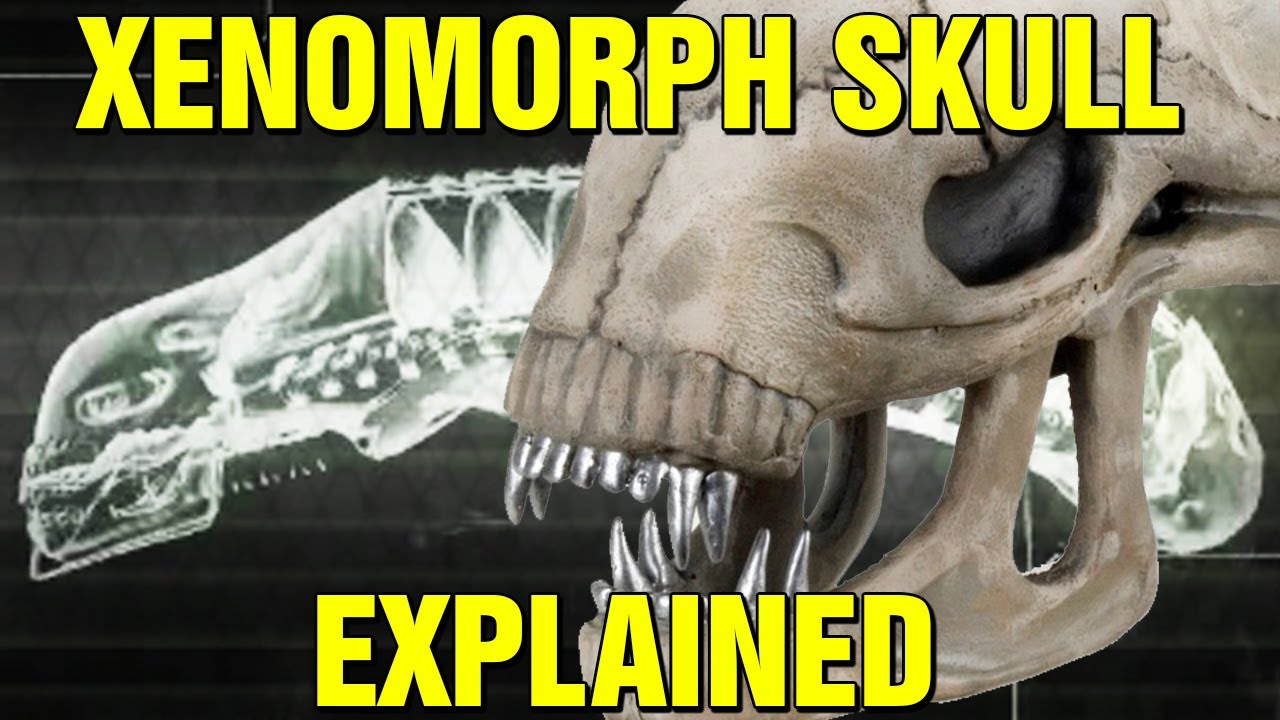 Alien Origins Xenomorph Biology Skull Explained How Do