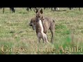 LIEBRES-GALGOS-DRON-THANOS MANO A MANO EN EL SUR-PRECIOSAS CARRERAS DE NUESTROS PERROS.