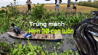 Trúng lớn | Dở lục bình xiệt hơn 30 con cá lóc